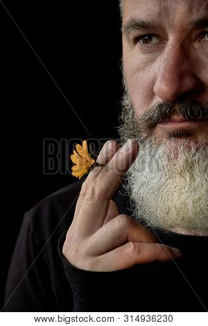 Close Up Portrait Of A Brutal Gray Haired Man With A Beard With A Yellow Flower In His Hands On A Bl