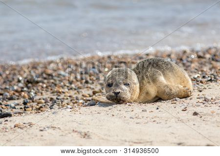 Abandoned Seal Pup. Sad Baby Animal Alone On Beach. Cute Young Grey Seal From The Horsey Colony Uk. 
