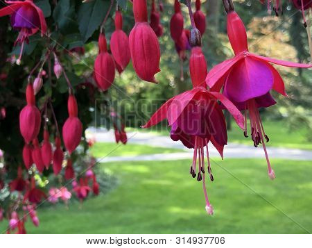 Fuchsia Hybride Beacon Or Fuchsie (flower Island Mainau On The Lake Constance Or Die Blumeninsel Im 