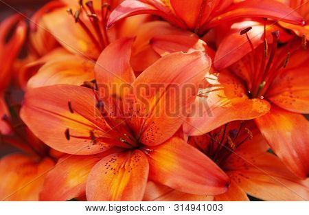 Lots Of Orange-red Flowers In A Bundle