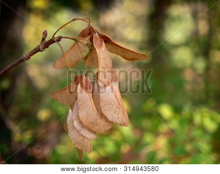 Winged Nut Fruit Of The Mountain Maple, Acer Pseudoplatanus, Maple Tree