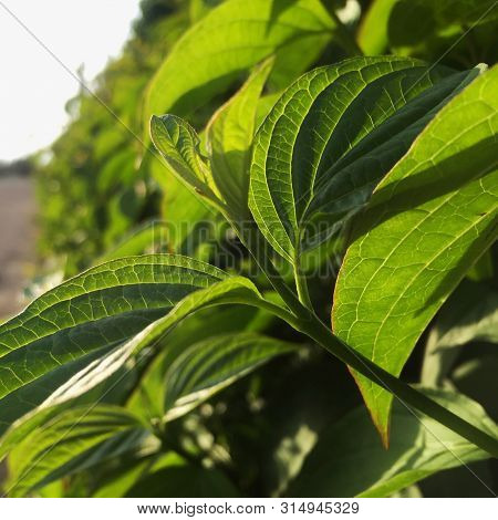 Fun Green Hornbeam Hedgehog In The Spring