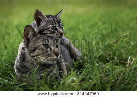 Cute Cats And Kittens Are Playing On The Grass In Front Of The House.