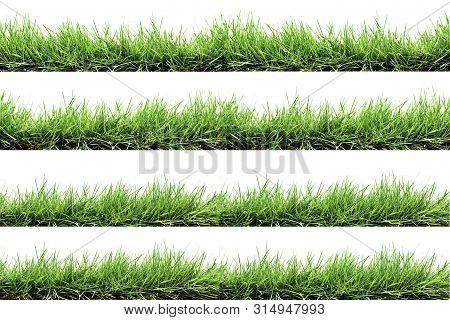 Four Rows Of Grass, Isolated On A White Background