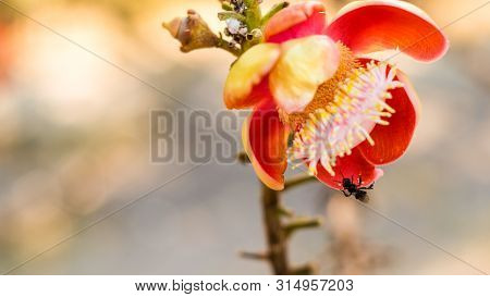 Sala Flora Or Shorea Robusta Flower On Cannonball Tree.  Shorea Robusta Flower, Beautiful Flower.