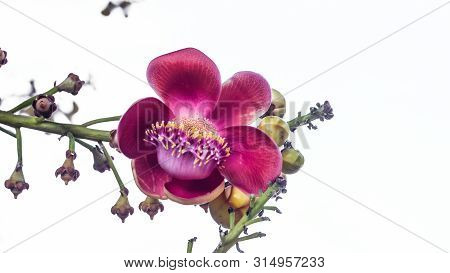 Sala Flora Or Shorea Robusta Flower On Cannonball Tree.  Shorea Robusta Flower, Beautiful Flower.