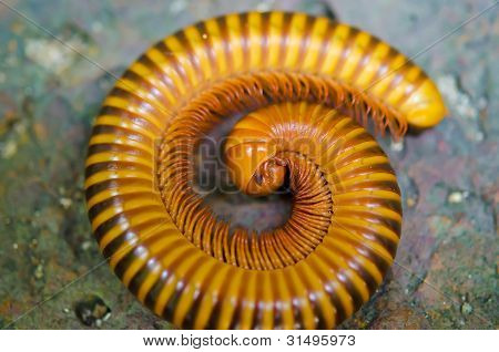 Detail Millepede