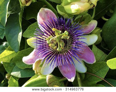 Passiflore, Passiflora X Belotii Or Passionsblume, Mainau - Constance, Germany Or Konstanz, Deutschl