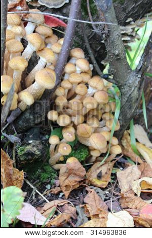 Edible Mushrooms Honey Agarics Armillaria In The Wild Grow On Old Trees. High Contrast, Natural Colo