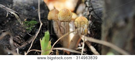 Three Little Mushrooms Honey Agarics Armillaria Between Old Stumps In The Wild, Natural Bright Color