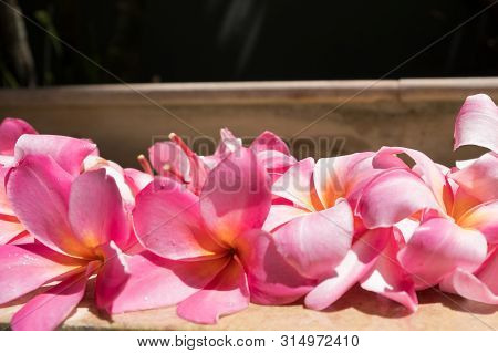 Tropical Flowers Frangipani Plumeria, Leelawadee. The Spa. Peace And Tranquility