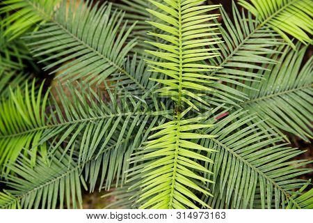 Green Fern Petals. Garden Ornamental Fern- Nephrolepis Cordifolia. Family - Nephrolepidaceae. Common