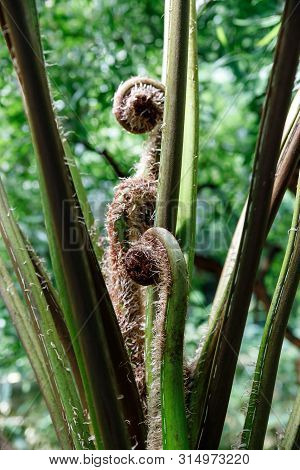 Green Fern Petals. Garden Ornamental Fern- Nephrolepis Cordifolia. Family - Nephrolepidaceae. Common