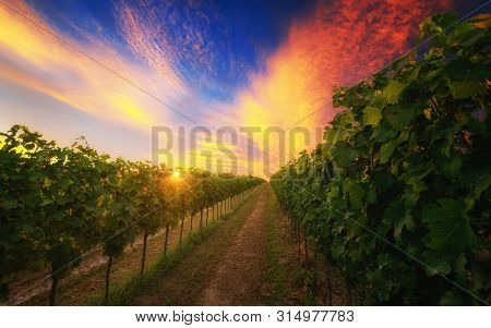 Vineyard Landscape With Beautiful Clouds And Sunset Sky In Summer. Cloud, Background. Beautiful Vine
