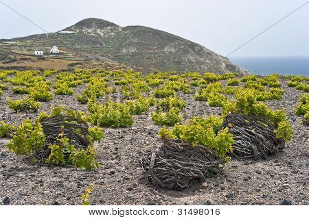 องุ่นซานโตรินี
