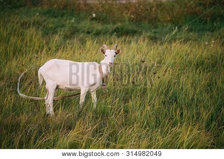 Bleating Goat On Green Summer Grass On A Sunny Evening. Goat Eating A Grass On A Green Meadow. Farm 