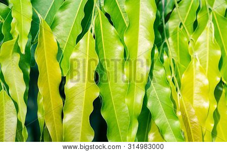 Abstact Concept Background, Light Shadow Of Green Asoke Tree Leaf In Autumn Season