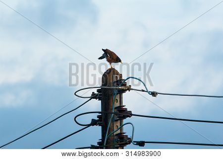 Common Myna Standing On Old Electric Post In The Morning Sky. Bird Animal On Nature In Countryside.