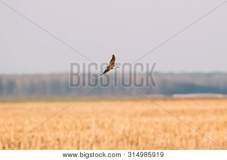 Belarus. Green Sandpiper - Tringa Ochropus Flying In Spring Sky. Small Wader - Shorebird.