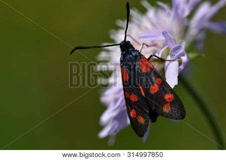 Six-spot Brunet On The Flower In The Meadow Macro Photography