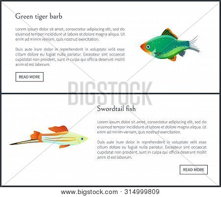 Green Tiger Barb, Swordtail Fish Isolated On White. Freshwater Aquarium Fish Silhouette Icon On Blan