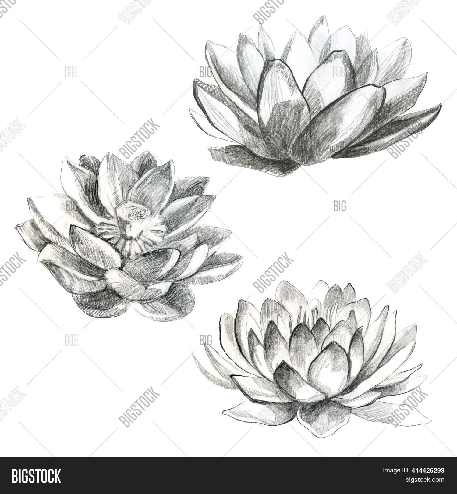 Lotus Pencil Lotus Image & Photo (Free Trial) Bigstock