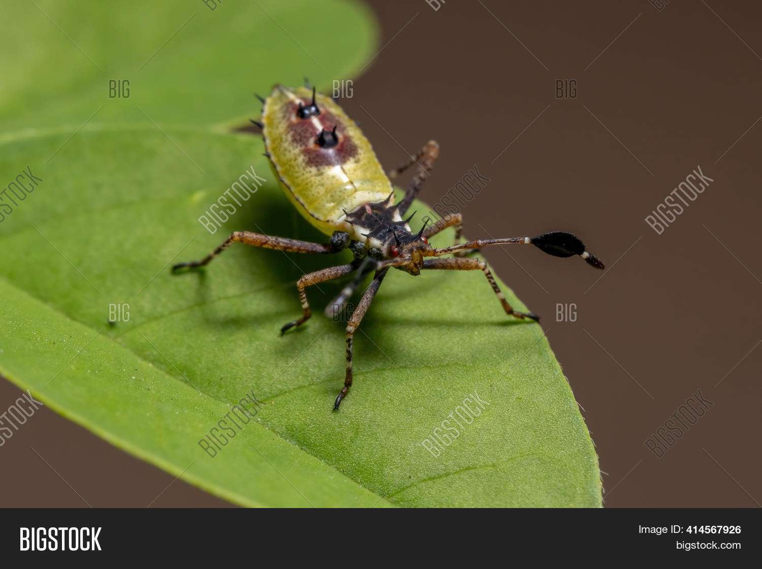 Image Preview
