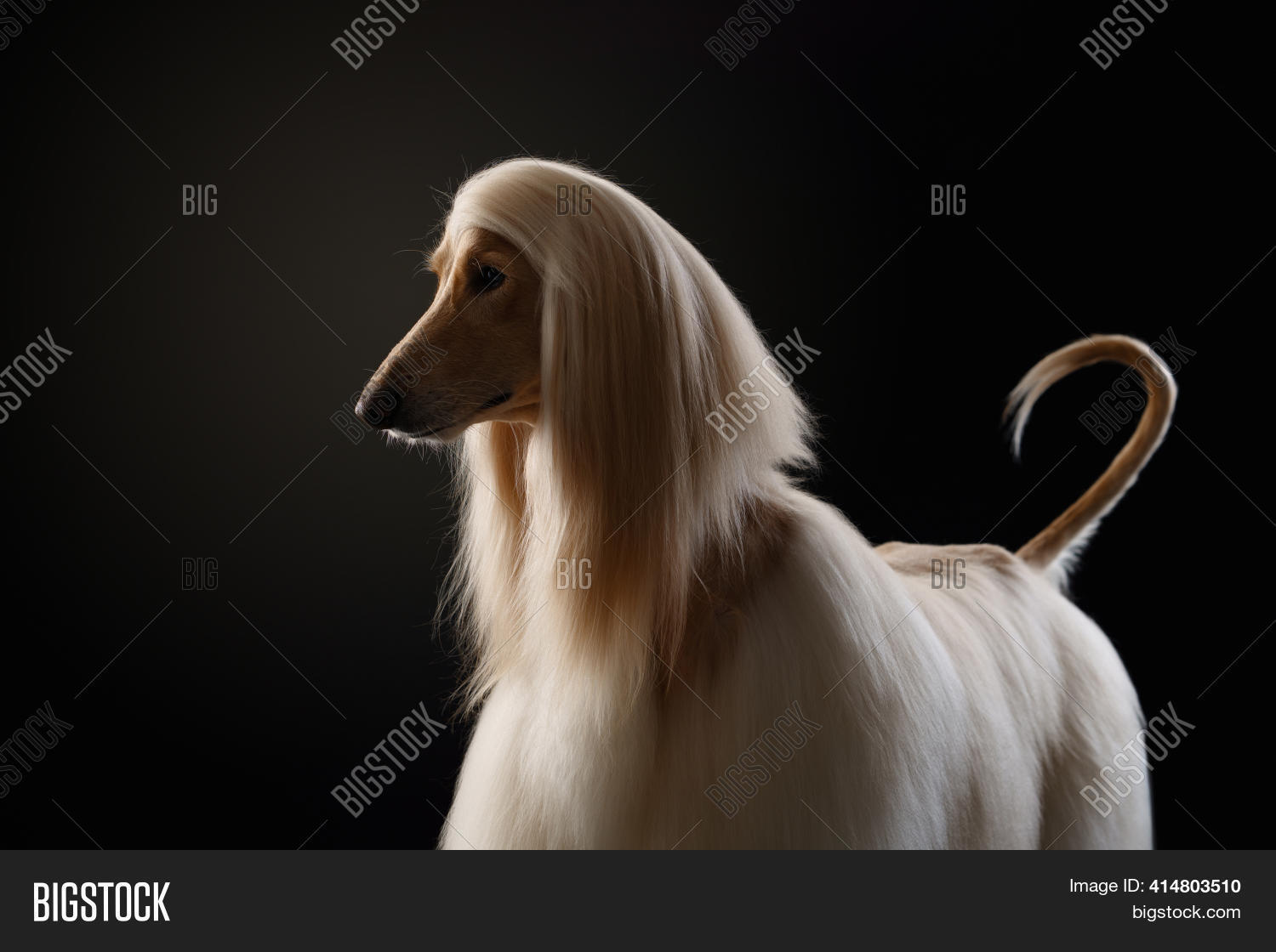 long haired hound dog