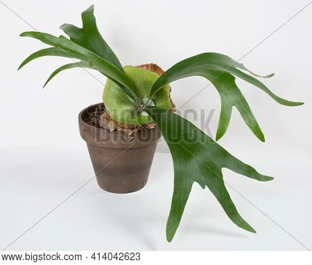  Staghorn Fern with New Green Sterile Shield