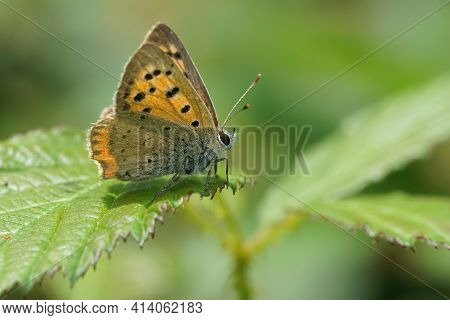 Lateral Closeup Of  Small, American Or Common Copper,lycaena Phlaeus Sitting On A Green Leaf