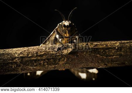 Large Speckled Moth Found In Thailand Resting On Mango Tree With Large Antenna