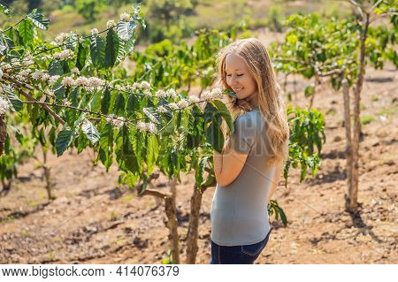 The Woman Is Watching Coffee Tree Blossom With White Color Flower Close Up View