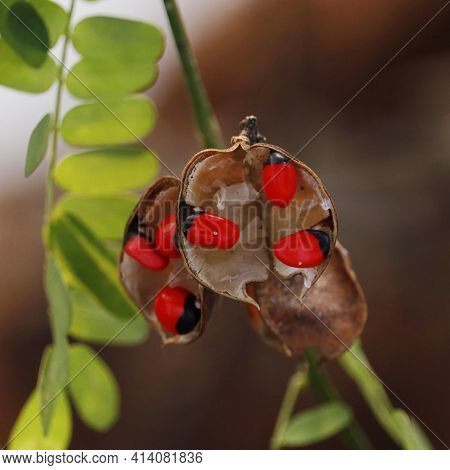 Abrus Precatorius, Known As Jequirity Bean Or Rosary Pea, Is A Herbaceous Flowering Plant In The Bea