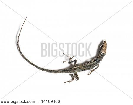 Dead Common wall lizard in state of decomposition