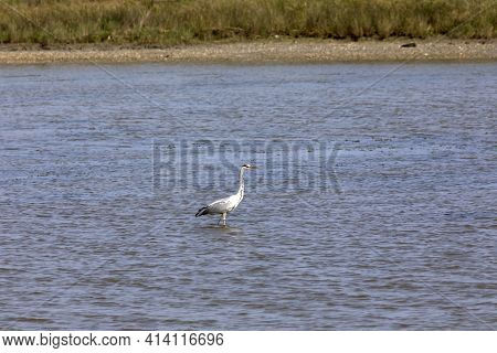 Po River (fe),  Italy - April 30, 2017: A Typical Water Heron Bird Near Po River, Delta Regional Par
