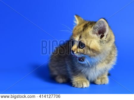Small Kitten Of The British Chinchilla Breed On White Background. Little Baby Cat Lick. Babycat With