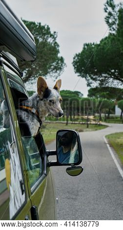 Dog in vanlife.  the dog in the RV looks out the window while driving                            