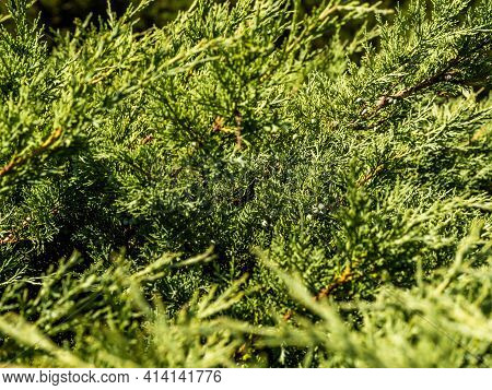 Close-up Image Of Beautiful Green Foliage On Branch Of Folded Thuja Kan-kan. Thuja Plicata Can-can I