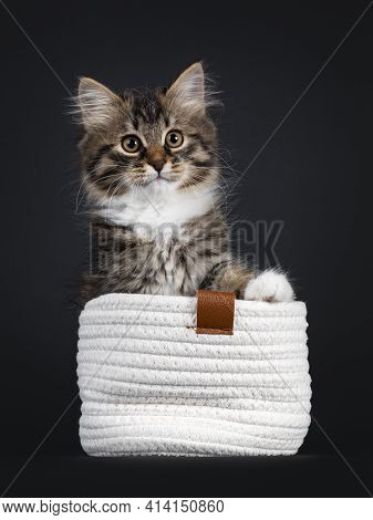 Adorable Black Tabby With White Siberian Cat Kitten, Sitting Facing Front In White Knitted Basket. L