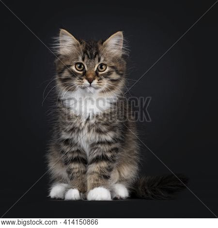Adorable Black Tabby With White Siberian Cat Kitten, Sitting Facing Front. Looking Straight To Camer