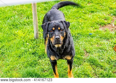 Dog Playing In His Yard. Taranaki, New Zealand
