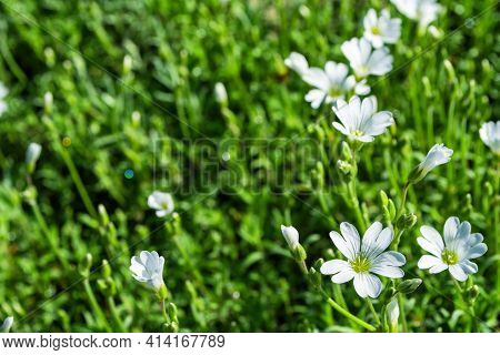 Floral Garden. Alpine Chickweed (latin: Cerastium Alpinum), Used In Landscape Design. Selective Focu