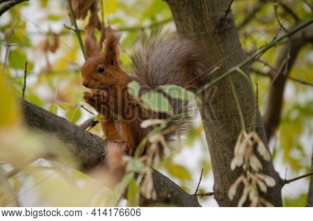 A Red Squirrel Eats A Nut On A Tree. The Life Of Wild Animals