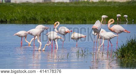 Flock Of Flamingos In Their Natural Ecosystem,phoenicopterus