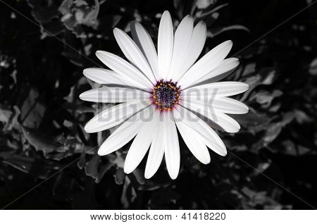 Osteospermum bianco.