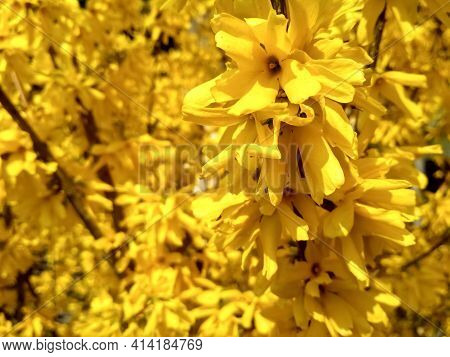 Korean Forsythia Forsythia Ovata In Spring Garden. Forcing Forsythia, Forsythia , Shrub. Spring Flow