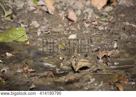 Bright Green Leopard Frog (lithobates Sphenocephalus Utricularius) In Mud