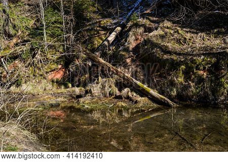 Sandstone Cliffs On The Bank Of The River Gauja With Dead Trees Falling On The Rock Wall In Latvia.
