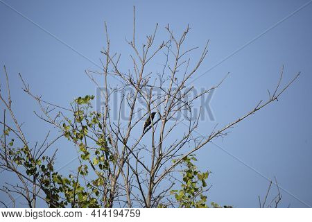 Bobolink Bird (dolichonyx Oryzivorus) Perched In A Bush Branch