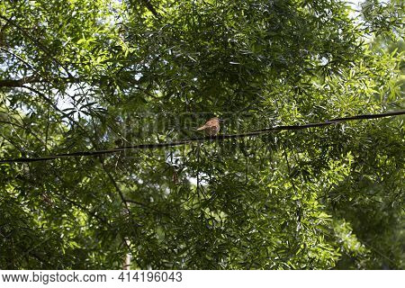 Curious Brown Thrasher (toxostoma Rufum) Looking Around From Its Perch On An Electric Line